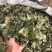 大驳骨，中药材大驳骨新货质量保证经营各种中药材！