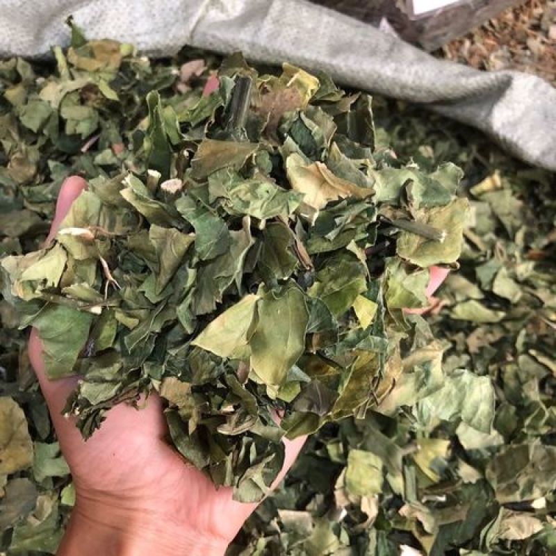 大驳骨，中药材大驳骨新货质量保证经营各种中药材！