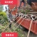 3-10公分的枇杷树大量供应，杆直支持线上保障交易