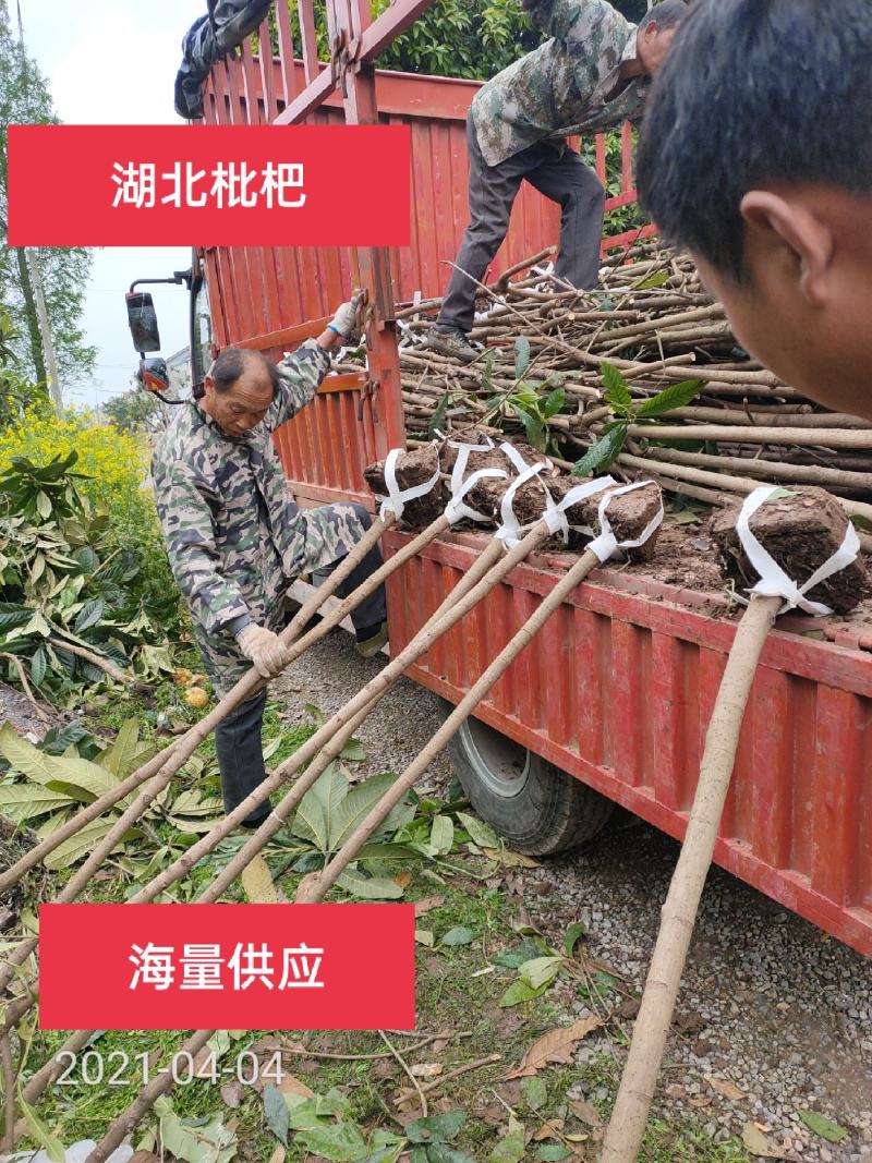 3-10公分的枇杷树大量供应，杆直支持线上保障交易