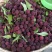 精品杨梅苗东魁杨梅苗黑炭水晶杨梅苗规格品种量大优惠