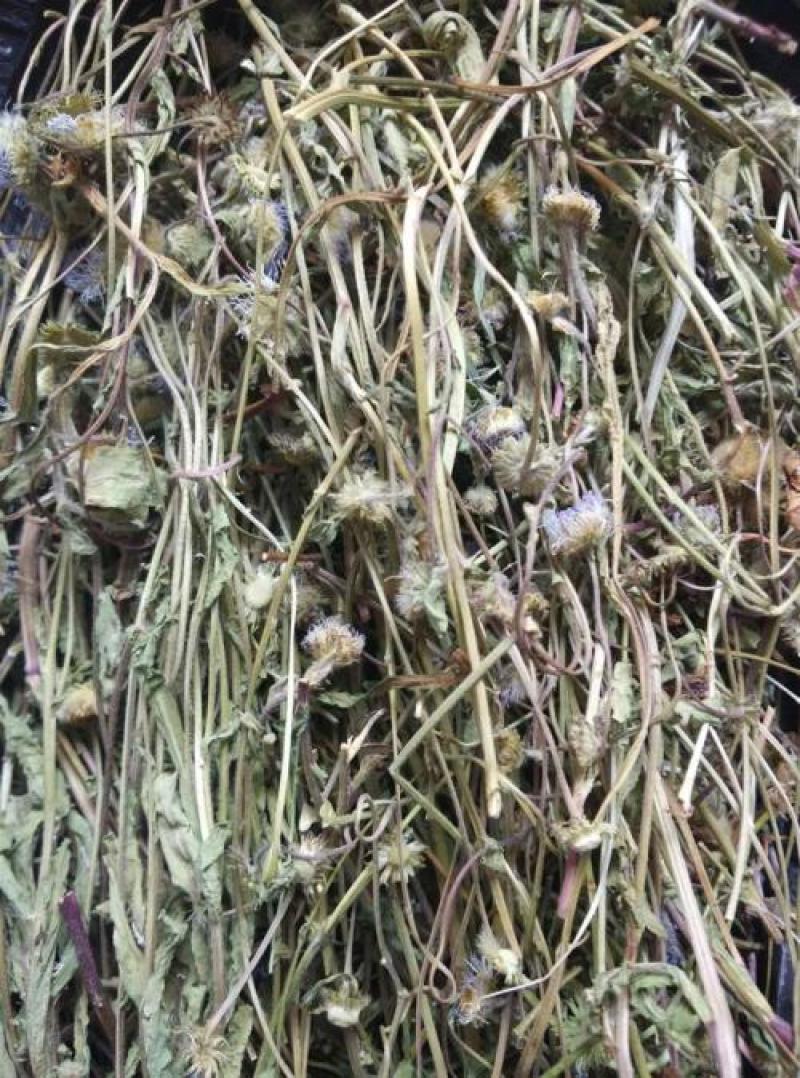 灯盏细辛，灯盏花正品野生供应，经营各种中药材欢迎咨询选购
