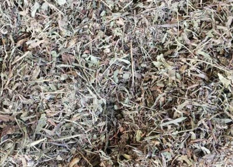 灯盏细辛，灯盏花正品野生供应，经营各种中药材欢迎咨询选购