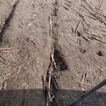 鹅