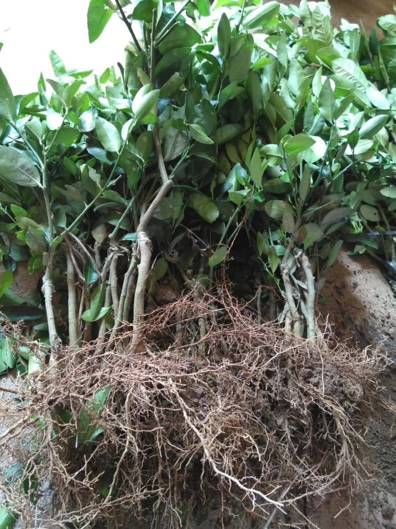 【热卖】广西沙糖桔苗50~80cm，品种保证，存活率高