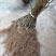 红心猕猴桃苗2年嫁接苗栽后第二年挂果提供技术指导