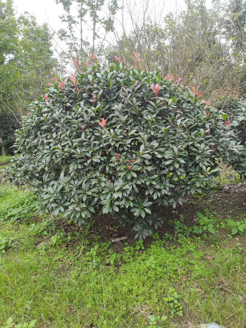 银姬小蜡球150-250cm有货基地直供