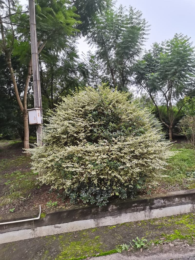 银姬小蜡球150-250cm有货基地直供