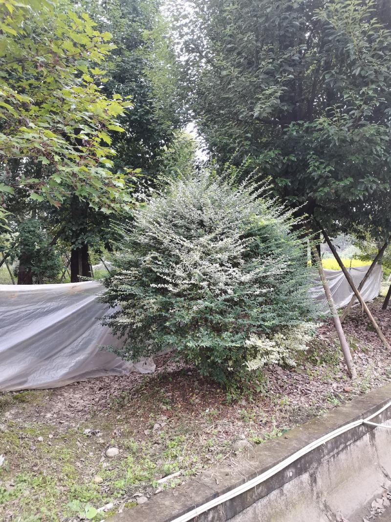 银姬小蜡球150-250cm有货基地直供