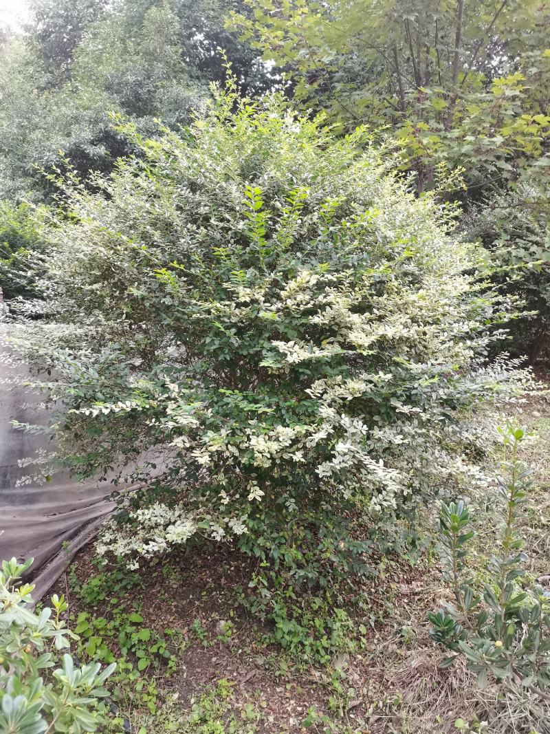 银姬小蜡球150-250cm有货基地直供