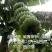 广西香蕉苗，粉蕉西贡蕉正品果苗，现挖现发，保证存活率