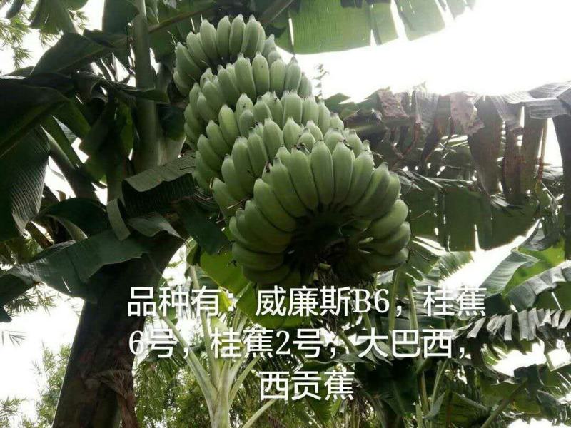 广西香蕉苗，粉蕉西贡蕉正品果苗，现挖现发，保证存活率
