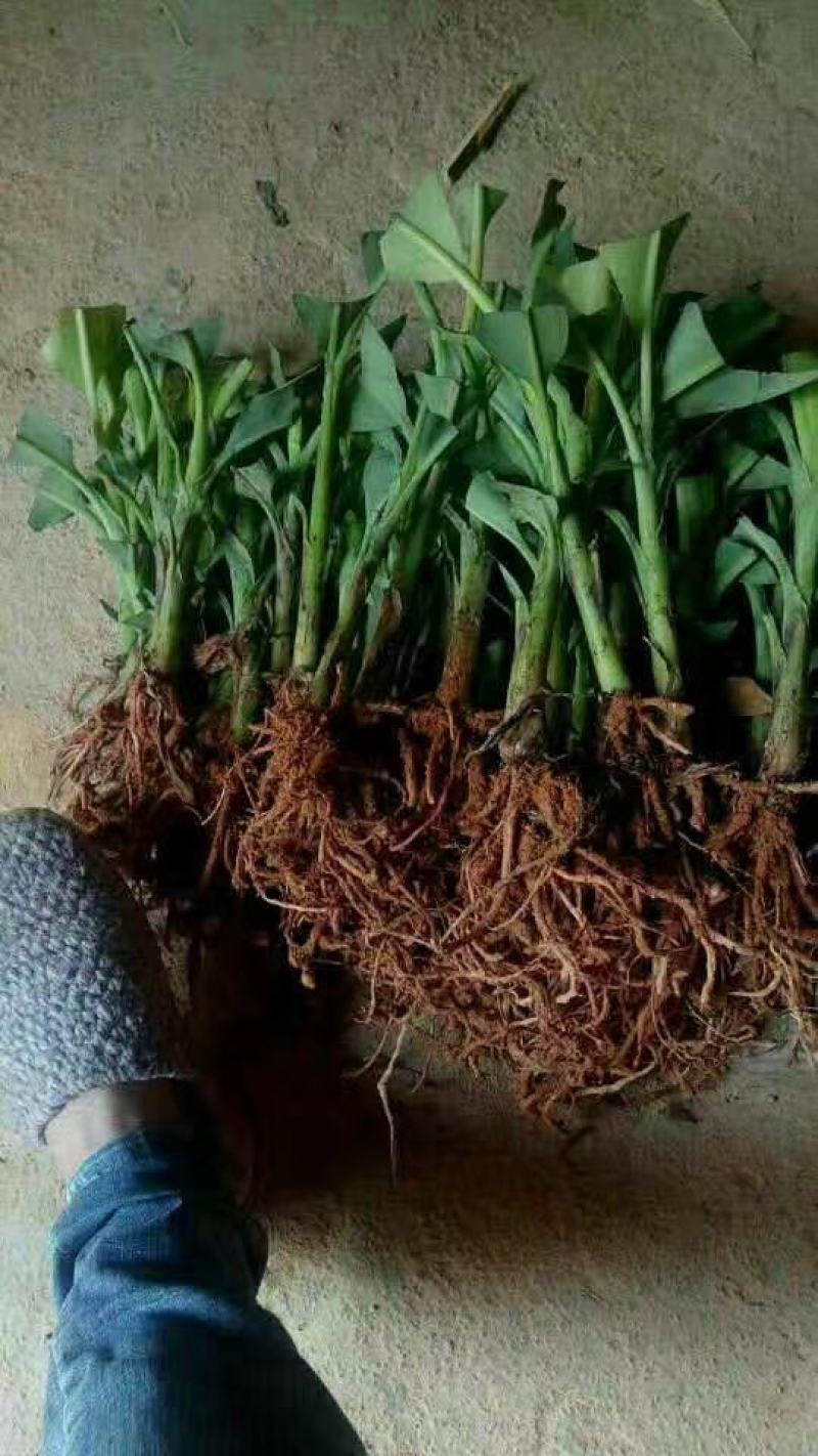广西香蕉苗，粉蕉西贡蕉正品果苗，现挖现发，保证存活率