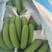 广西香蕉苗，粉蕉西贡蕉正品果苗，现挖现发，保证存活率