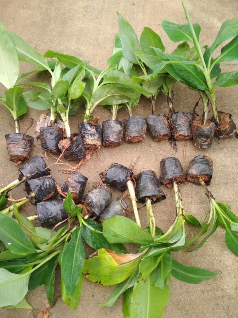 广西香蕉苗，粉蕉西贡蕉正品果苗，现挖现发，保证存活率