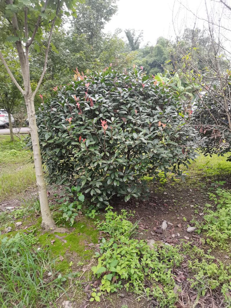 红叶石楠球150-300cm有货基地直供