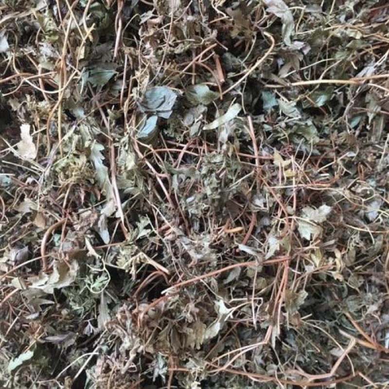 海金沙草，海金沙藤野生新货质量保证欢迎咨询选购！