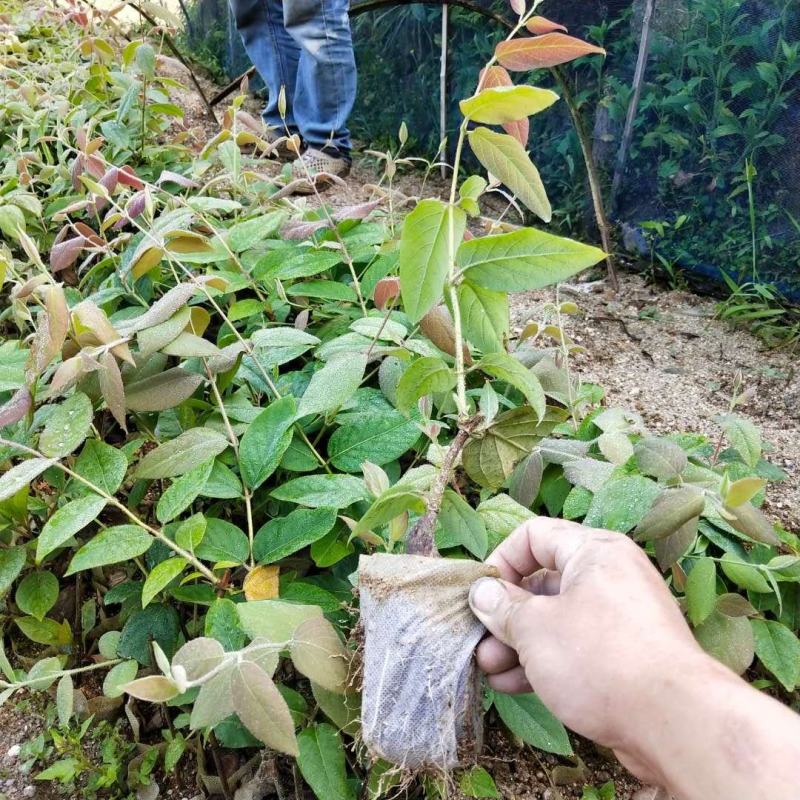 大量供应湘雷五号嫁接苗，产量高抗病抗寒生命力强