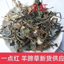 一点红羊蹄草叶下红正品野生新货质量保证，经营各种中药材！