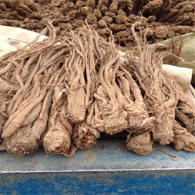 当归中药材当归头甘肃无硫当归个当归个子整条当归泡酒煲汤当