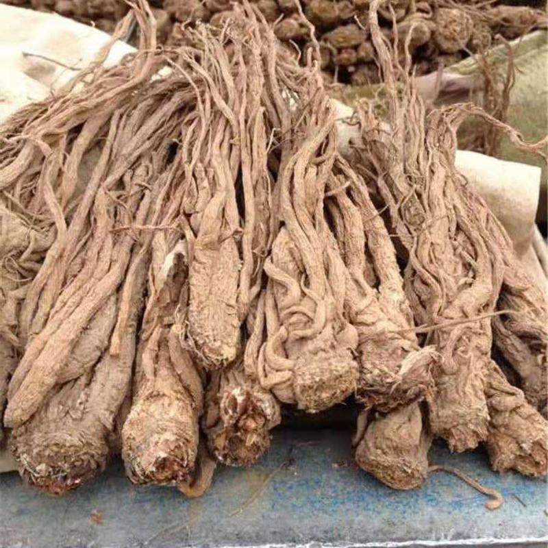 当归中药材当归头甘肃无硫当归个当归个子整条当归泡酒煲汤当