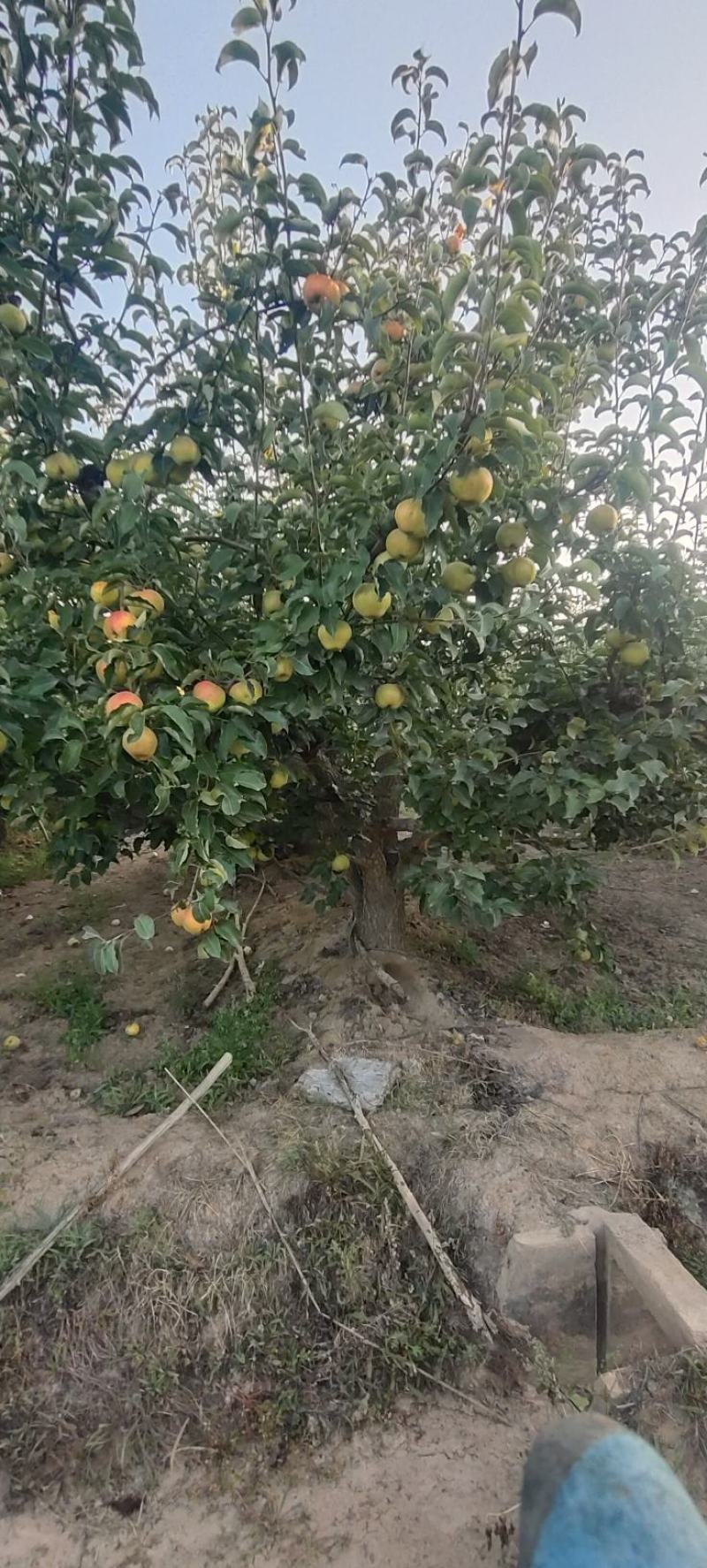 河套苹果梨丑梨应季水果脆甜多汁水分大糖度高