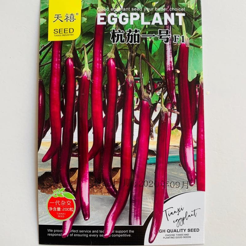 一代杂交杭茄一号茄子种子早熟耐寒紫红线茄种子春秋种