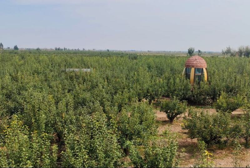 河套早酥梨皮薄脆甜多汁新鲜水果应季