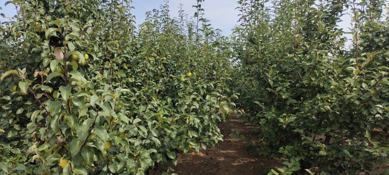 河套早酥梨皮薄脆甜多汁新鲜水果应季