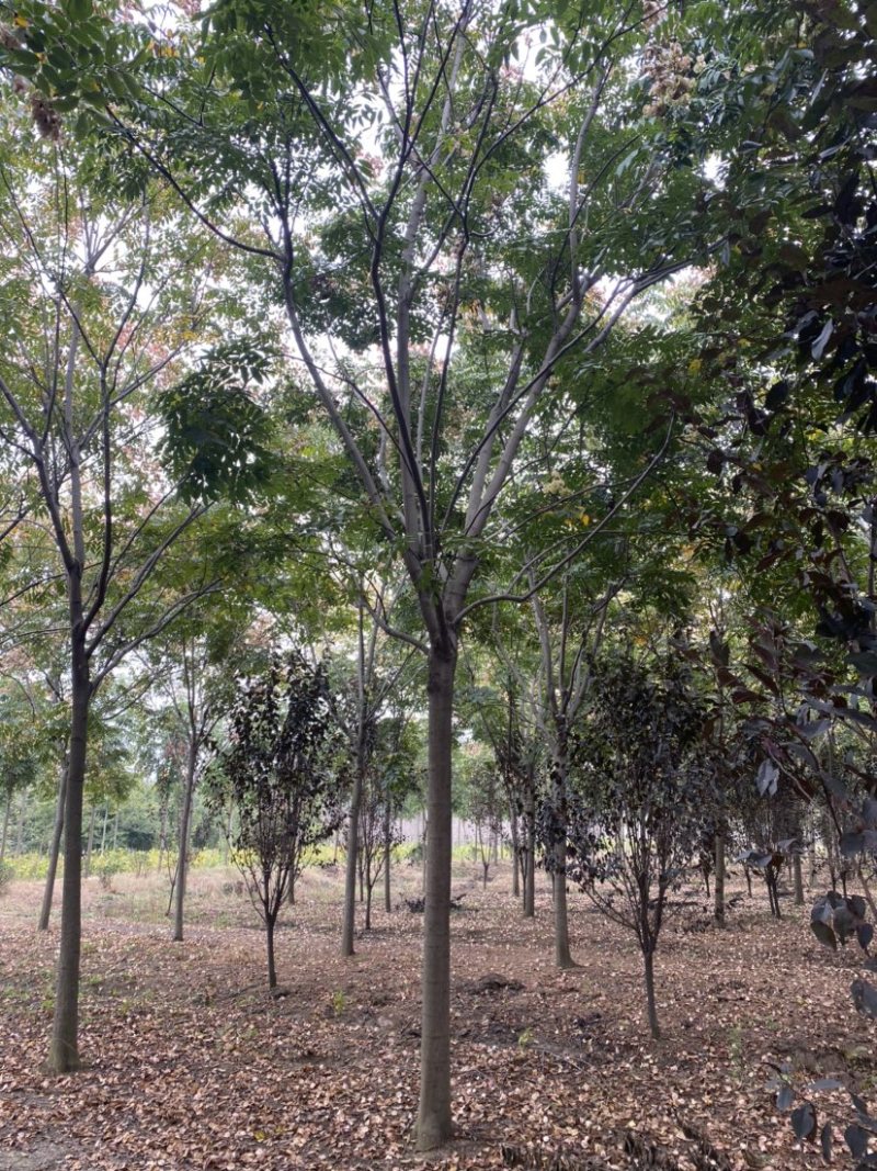 江苏沭阳精品栾树产地直发货量充足量大从优欢迎采购