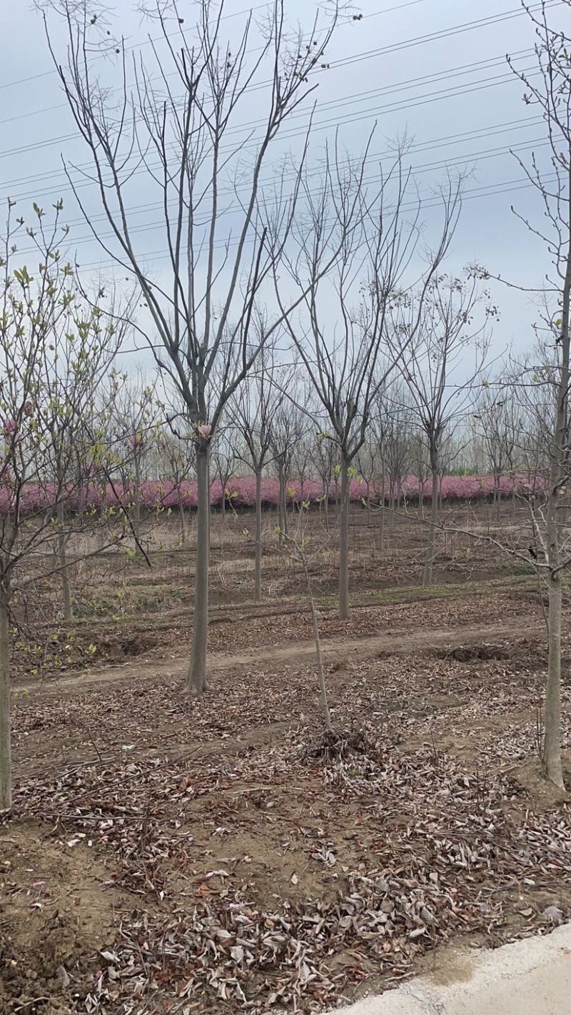 江苏沭阳精品栾树产地直发货量充足量大从优欢迎采购