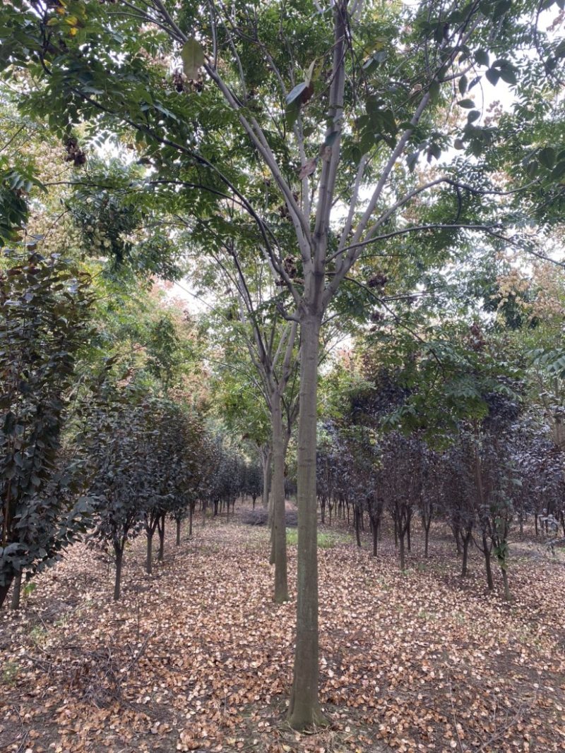 江苏沭阳精品栾树产地直发货量充足量大从优欢迎采购