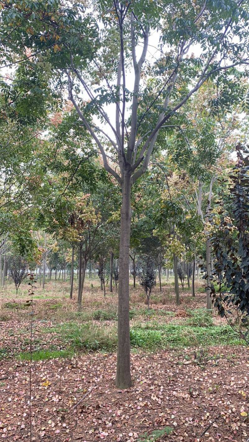 江苏沭阳精品栾树产地直发货量充足量大从优欢迎采购