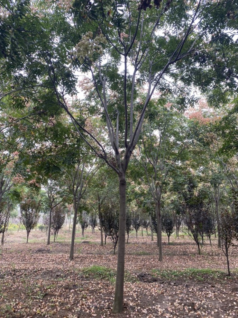 江苏沭阳精品栾树产地直发货量充足量大从优欢迎采购