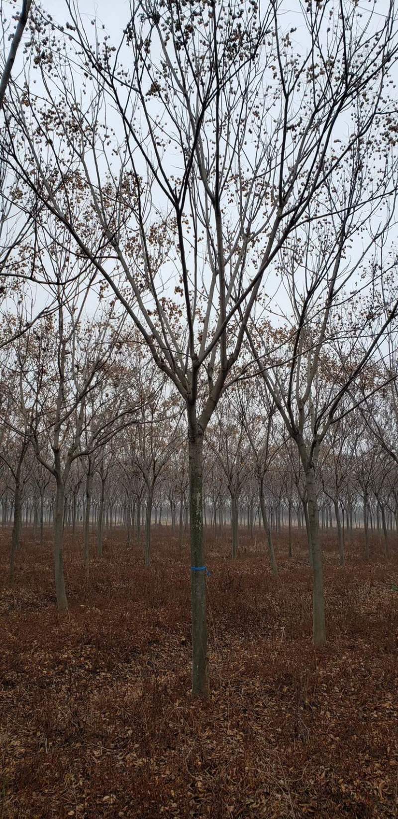 江苏沭阳精品栾树产地直发货量充足量大从优欢迎采购