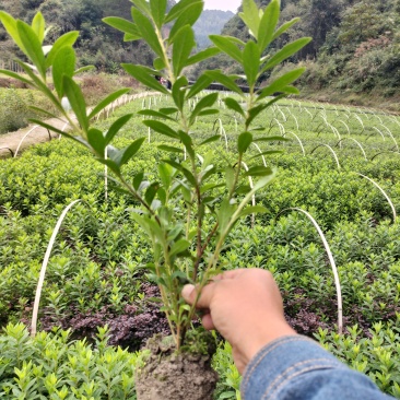 杜鹃小土球
