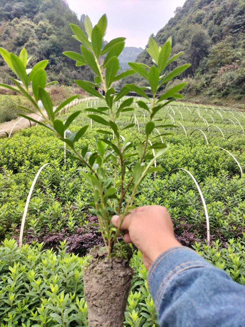 杜鹃小土球