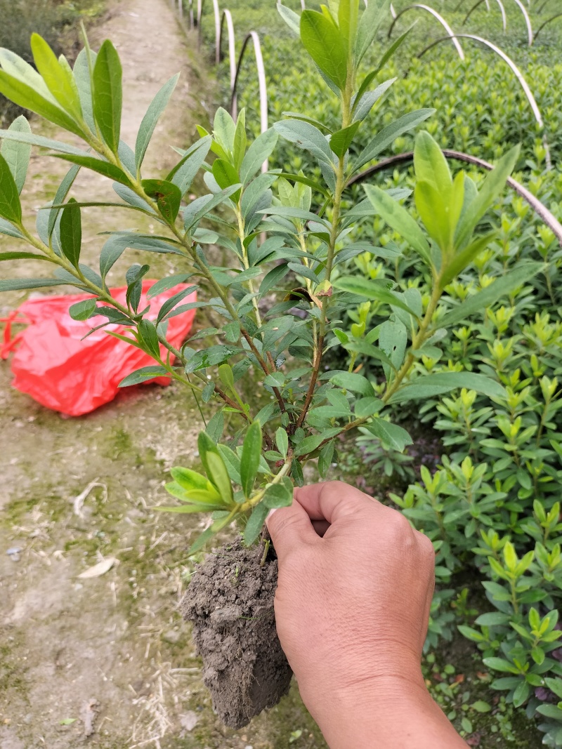 杜鹃小土球