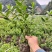 杜鹃小土球