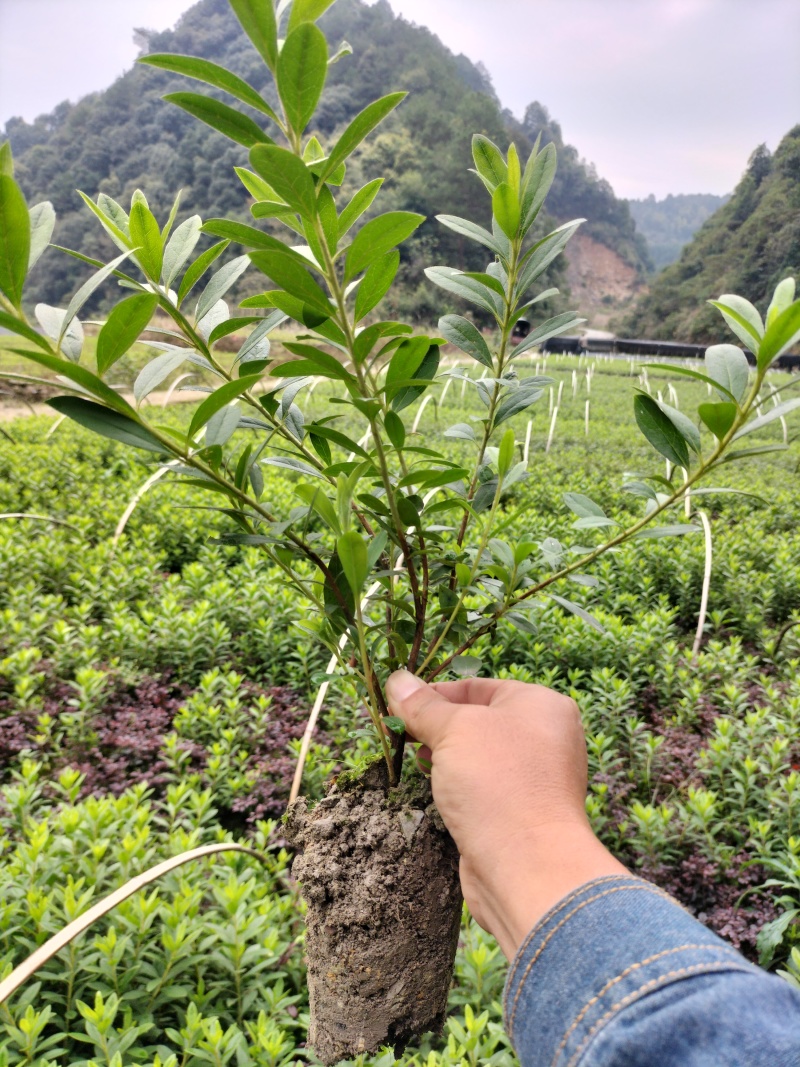 杜鹃小土球
