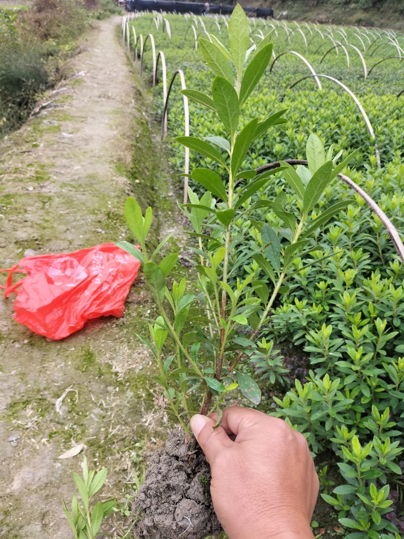 杜鹃小土球