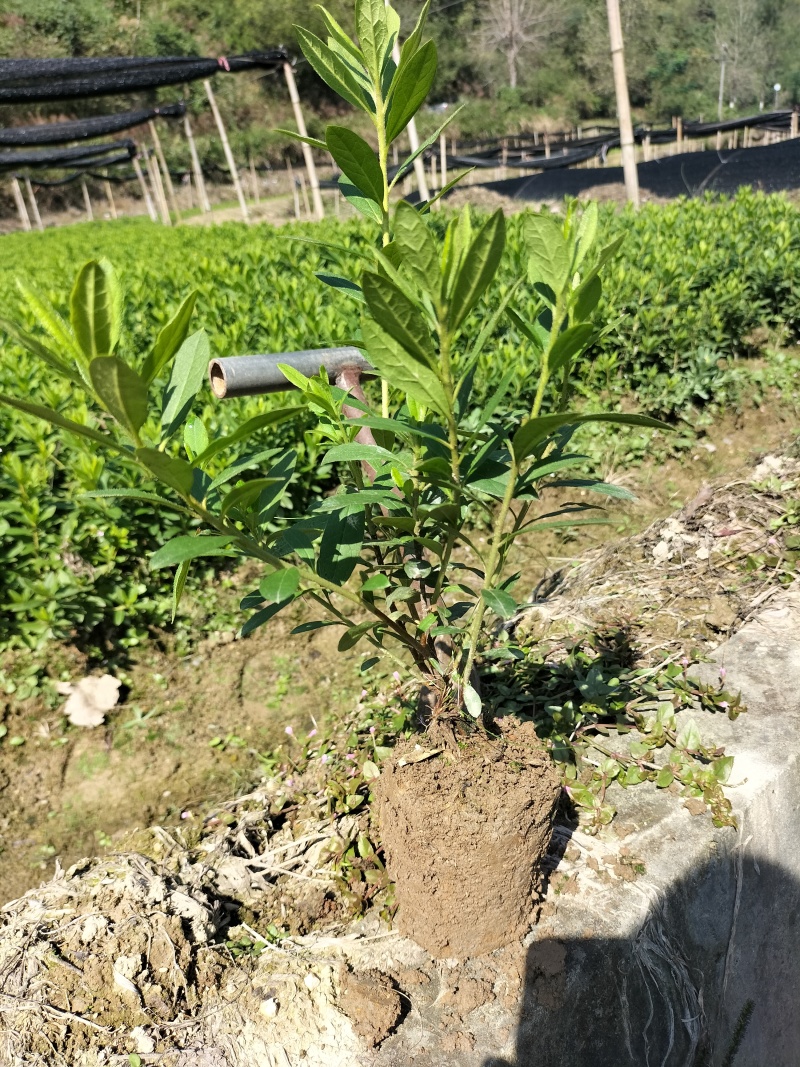 杜鹃小土球