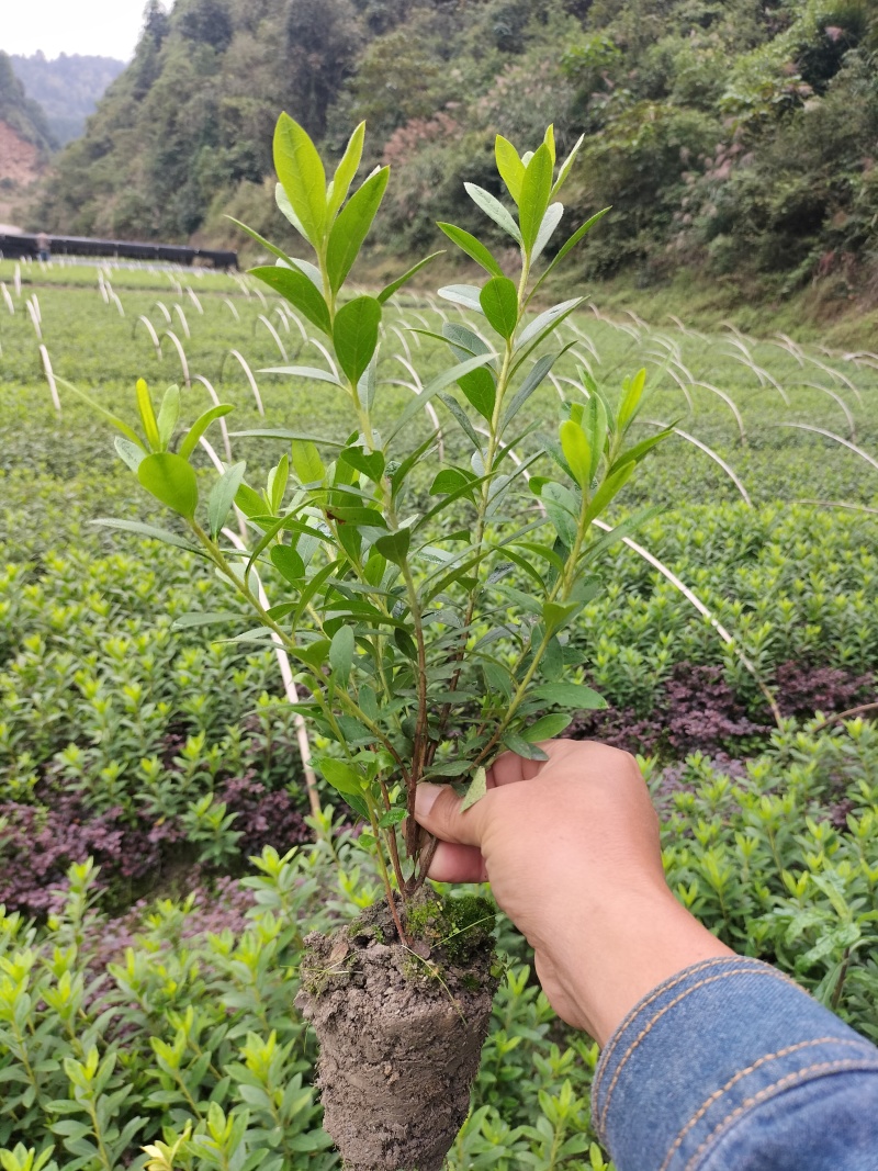 杜鹃小土球