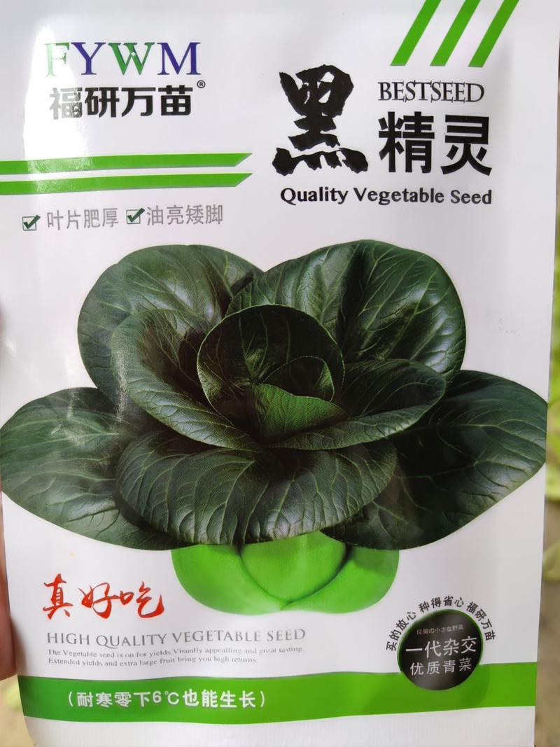 黑精灵青菜种子，叶片肥厚油亮矮脚，耐寒零下6也能
