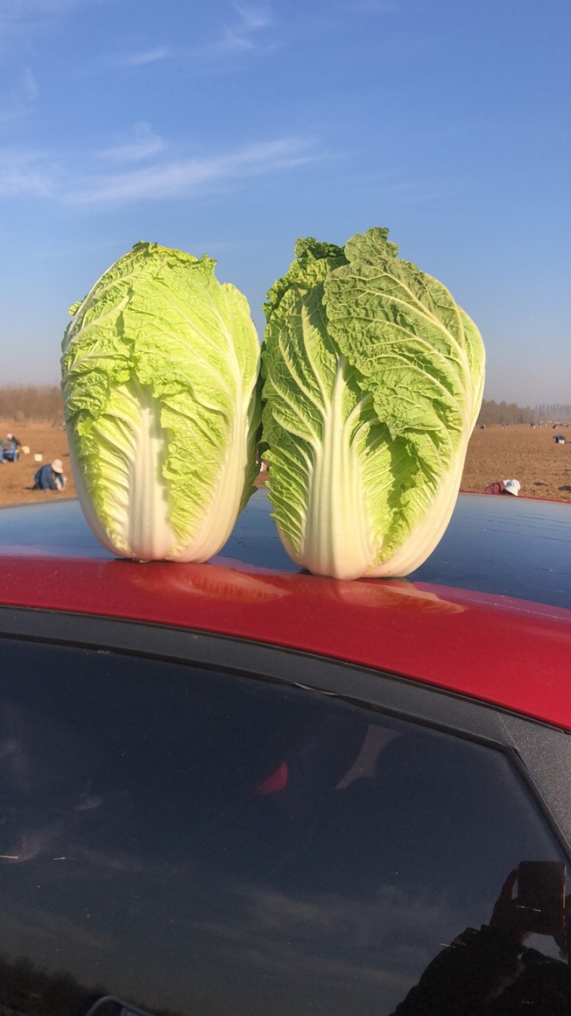 黄心菜