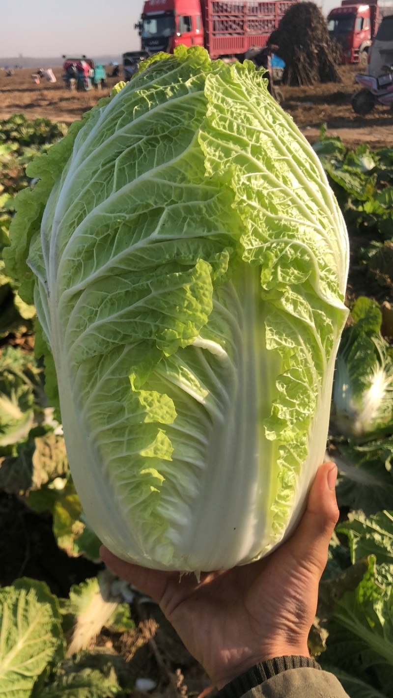 黄心菜