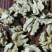 出购薄皮干核桃，个大仁饱