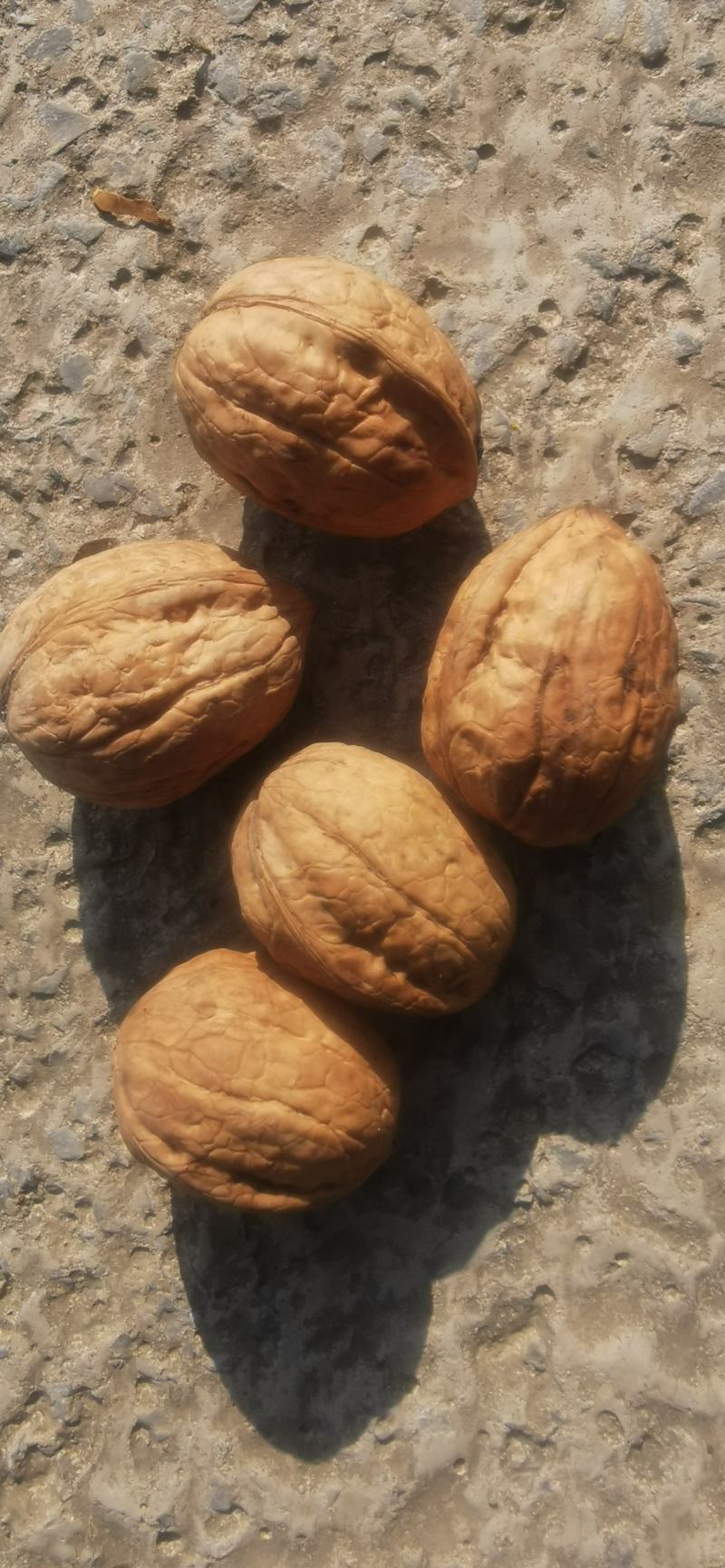 出购薄皮干核桃，个大仁饱