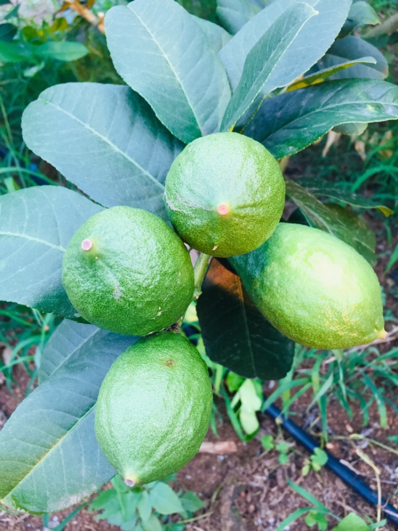 广东香水柠檬苗可以签合同果场直供欢迎各位参观