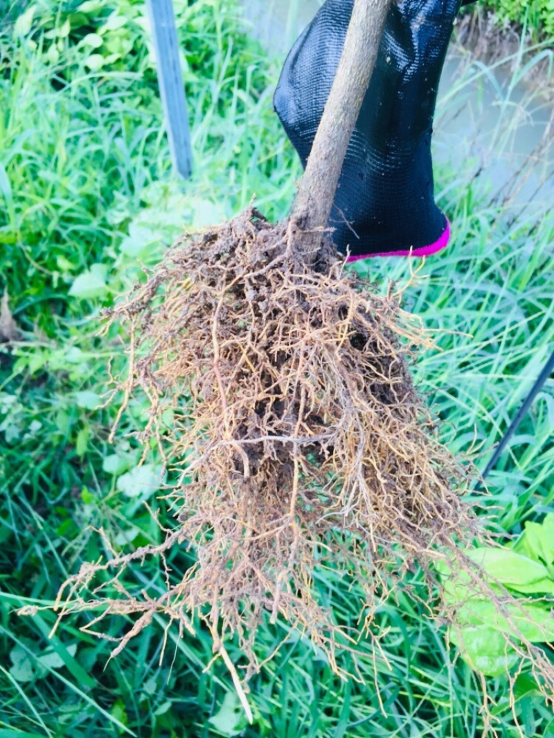 广东香水柠檬苗可以签合同果场直供欢迎各位参观